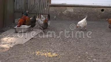 自由饲养的鸡要去谷仓